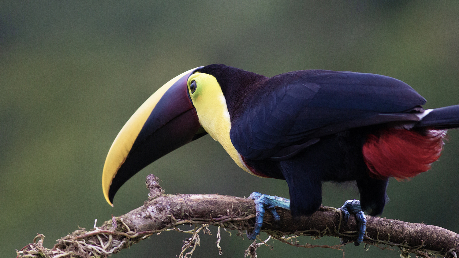 Yellow-throated Toucan